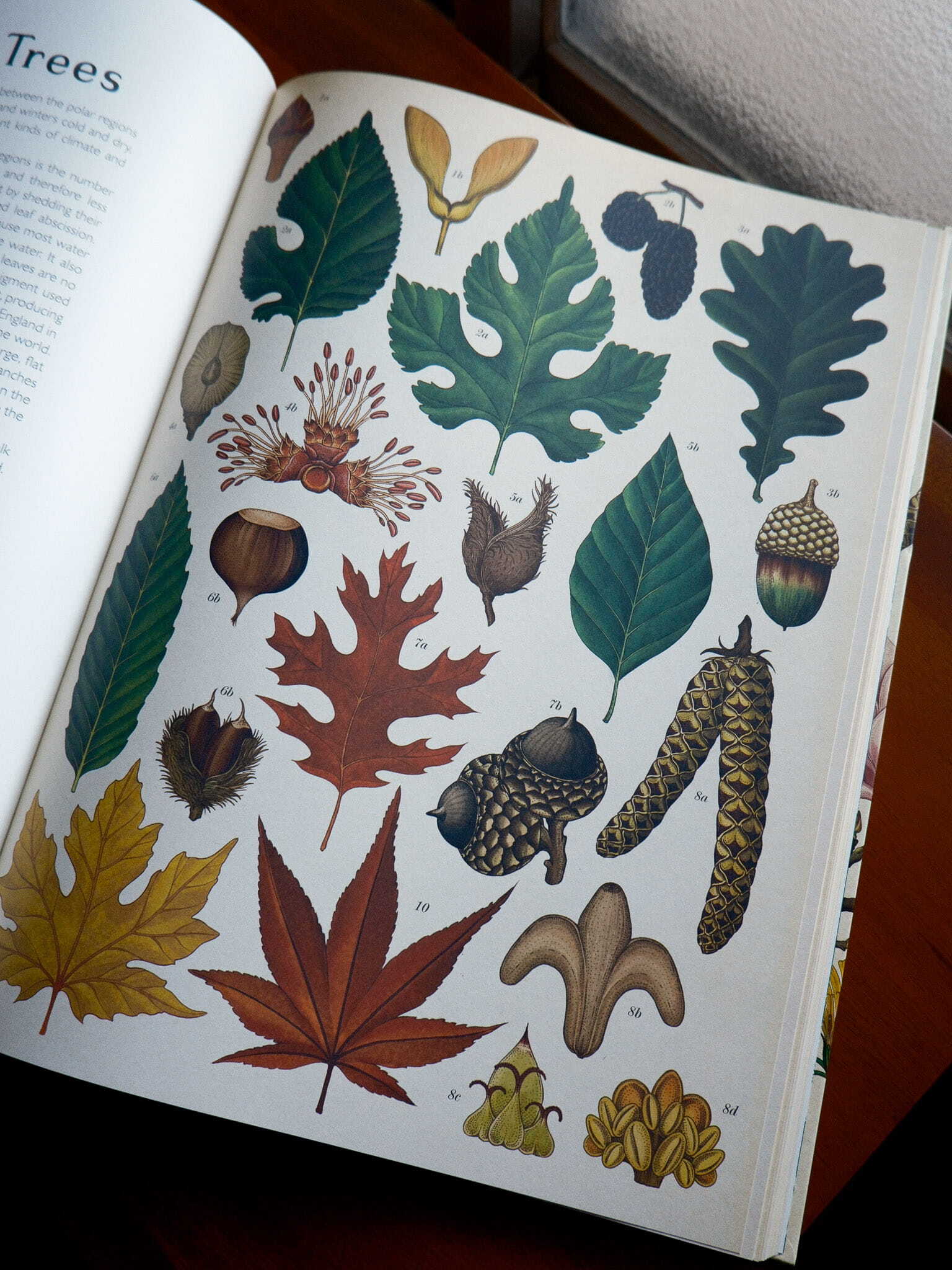 Botanicum 7