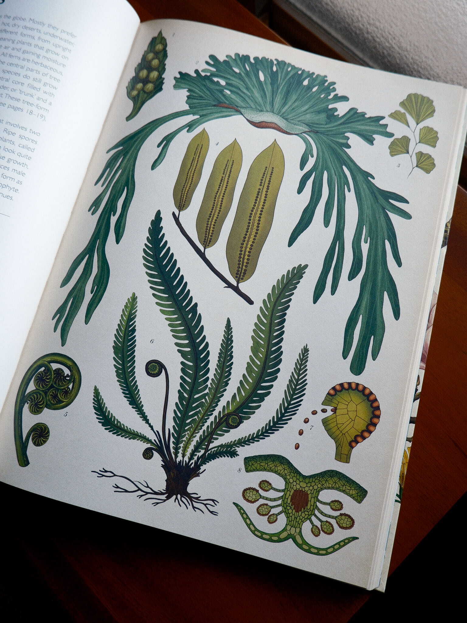 Botanicum 5
