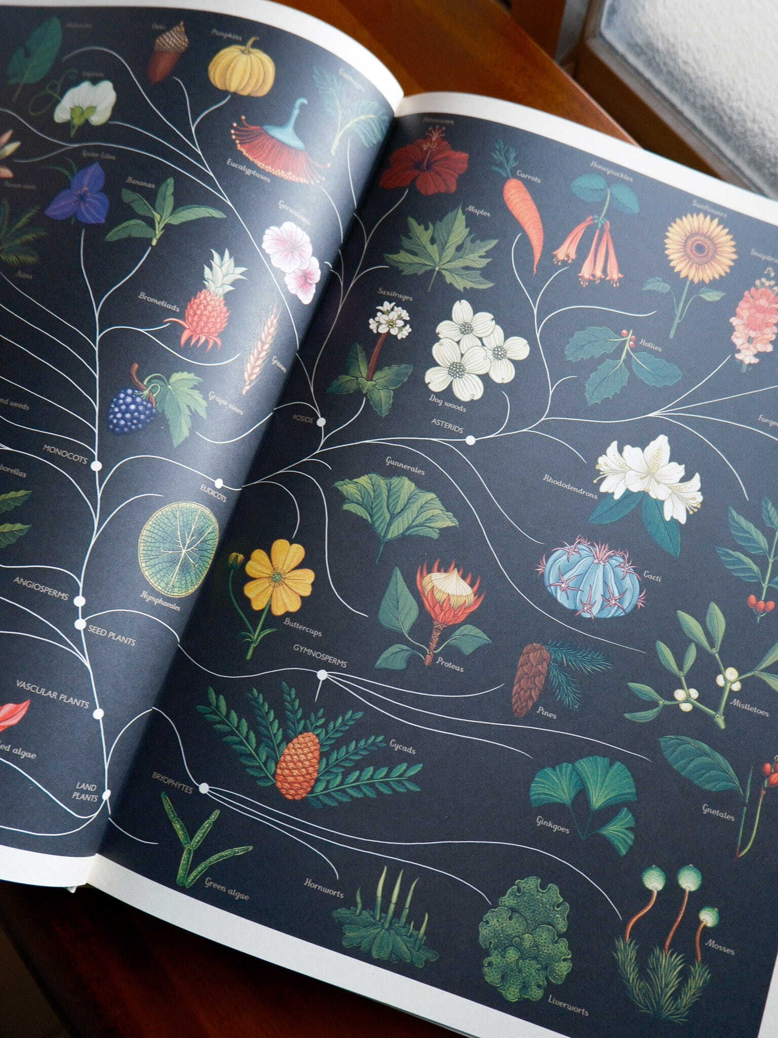 Botanicum 2