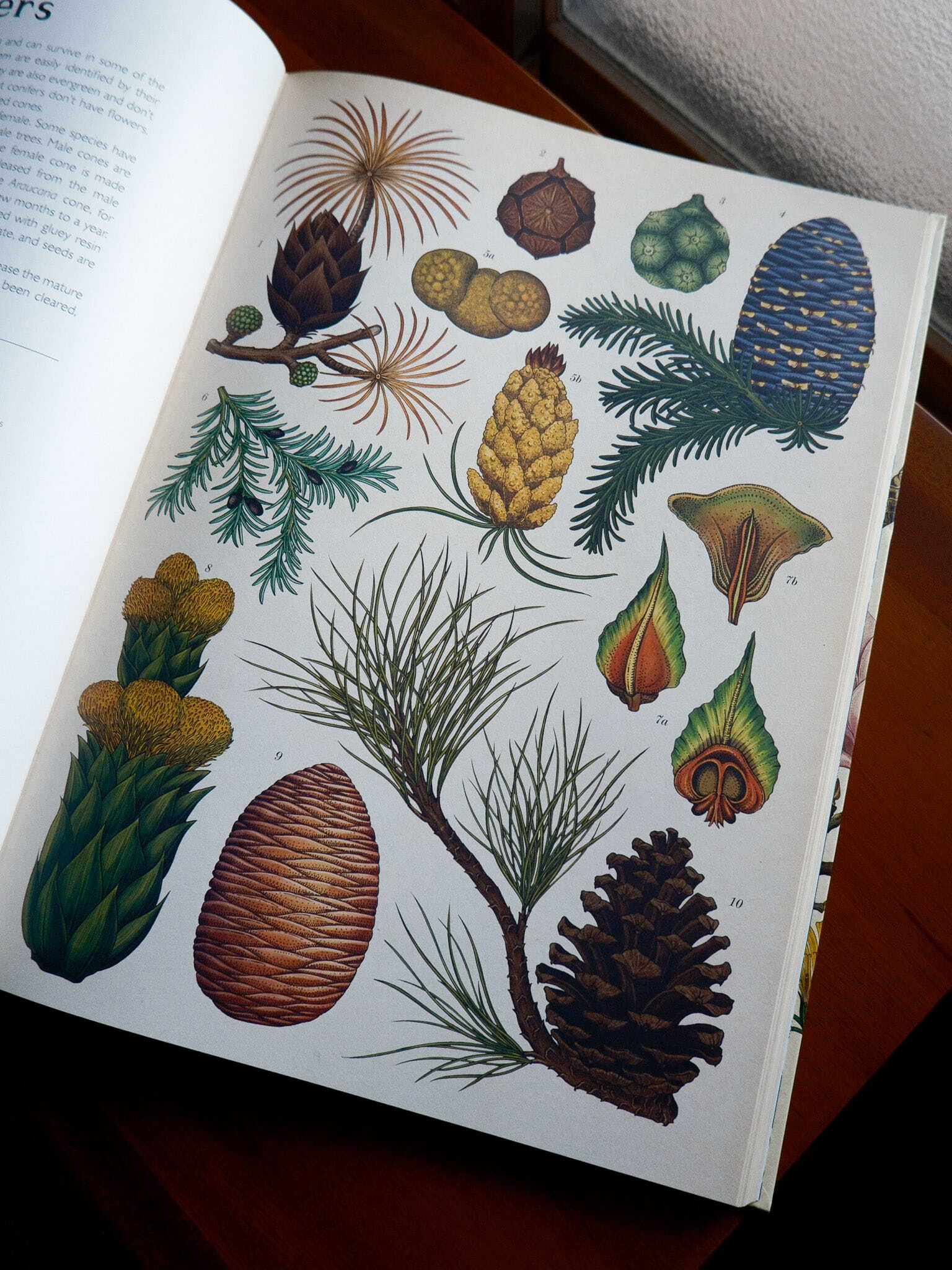 Botanicum 6