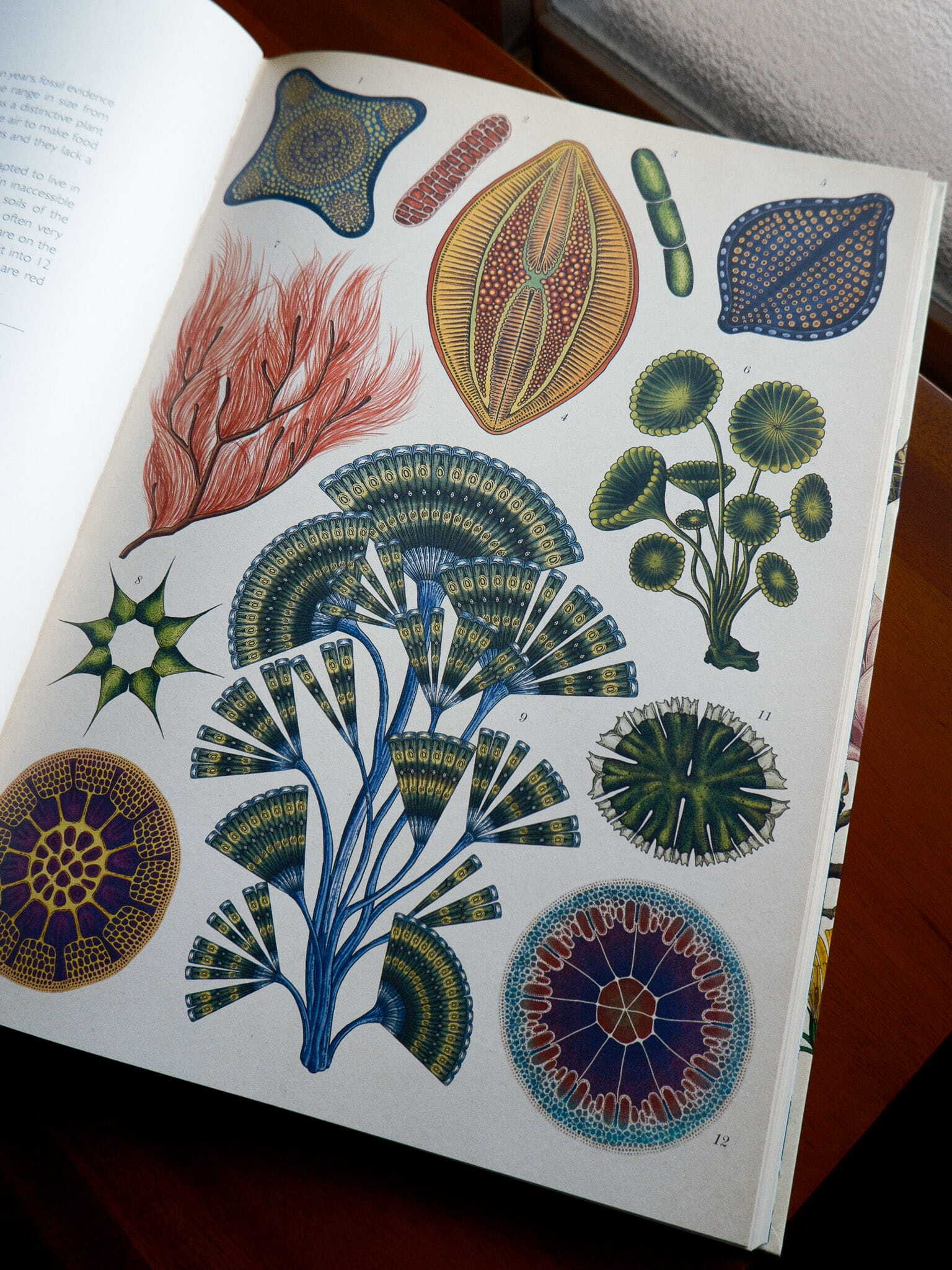 Botanicum 3