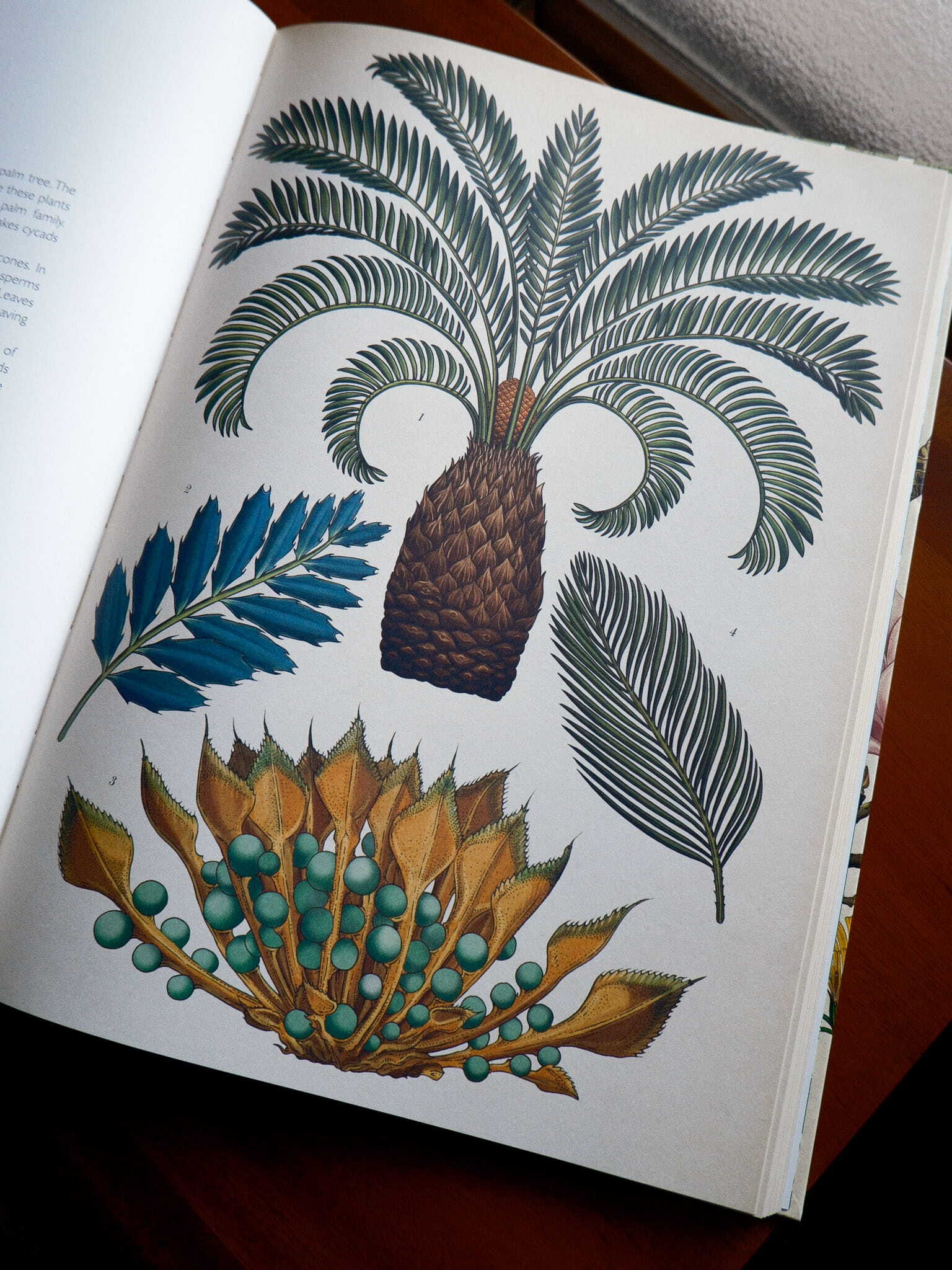 Botanicum 8