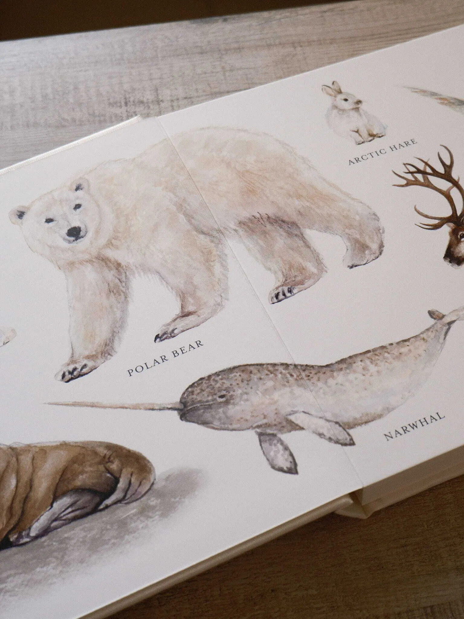 Our Big Book of Animals 2