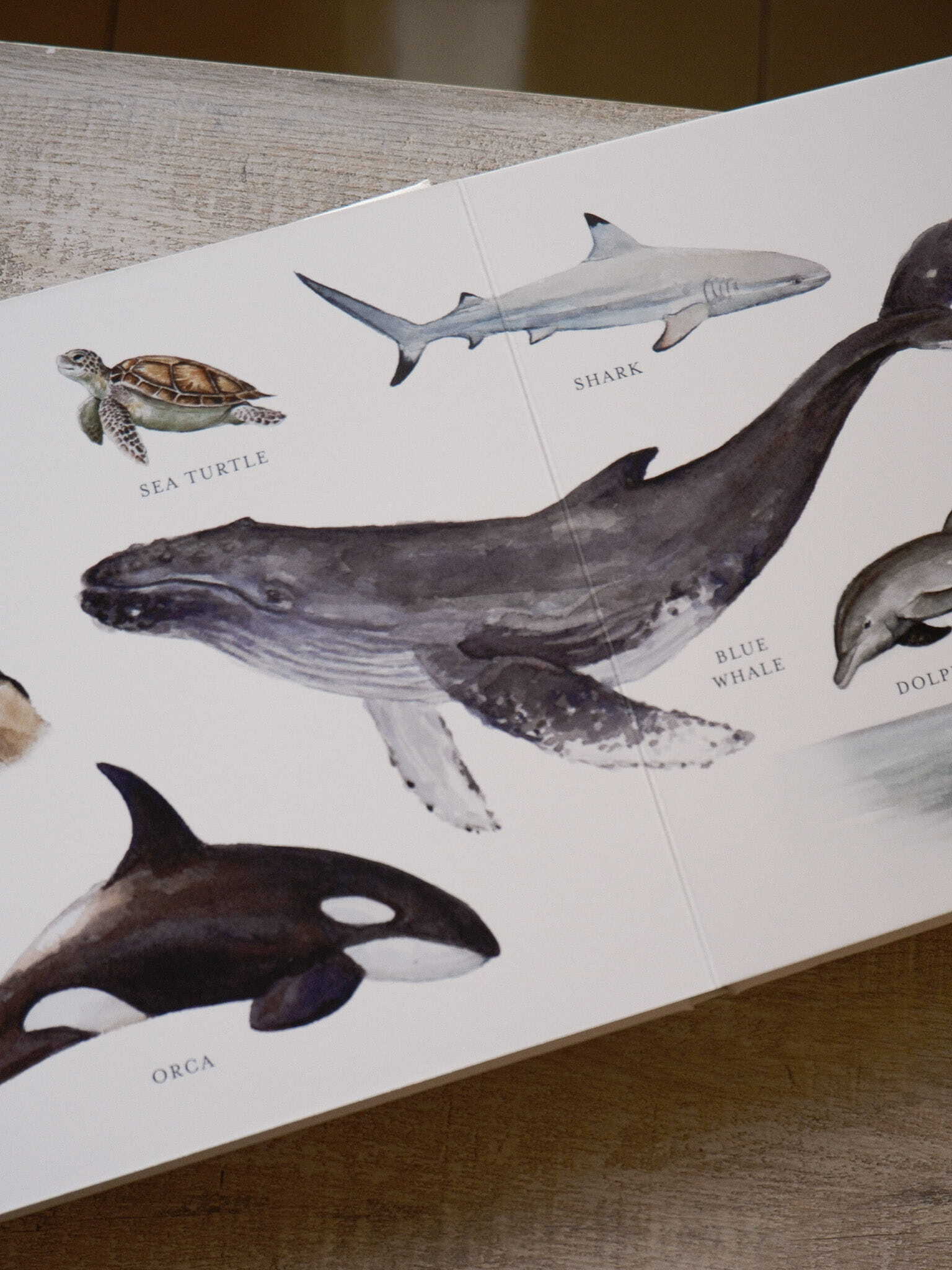 Our Big Book of Animals 5