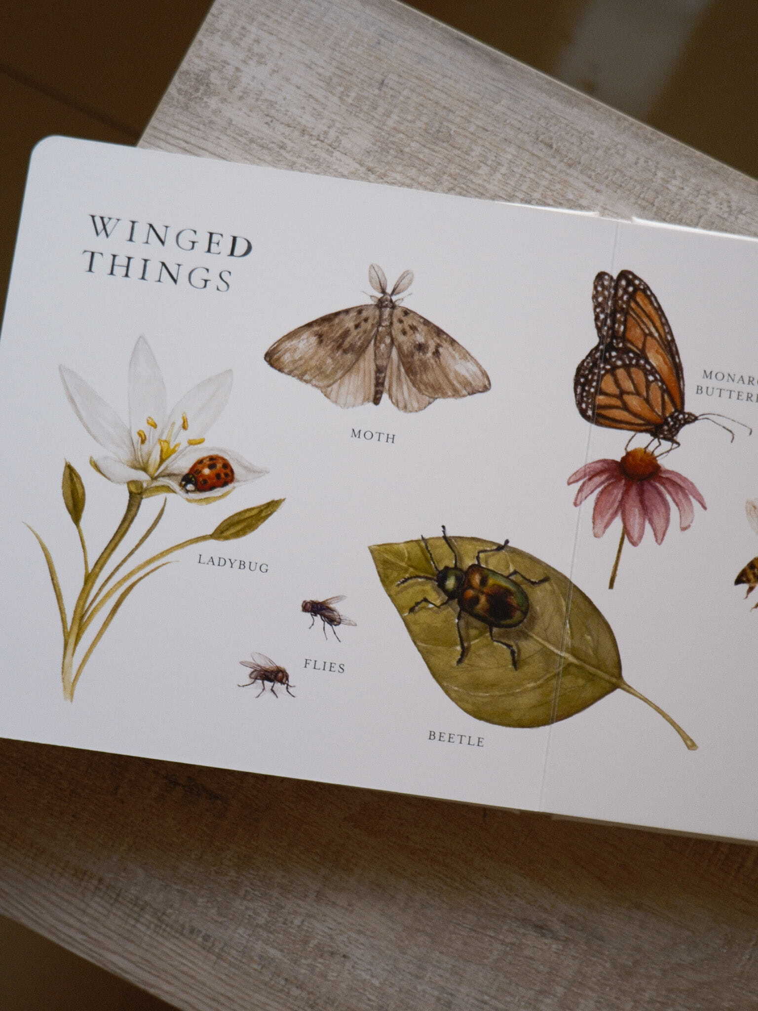 Our Big Book of Animals 6