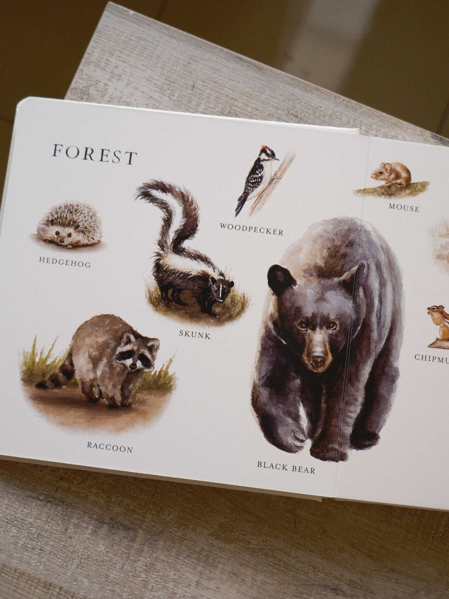 Our Big Book of Animals 3