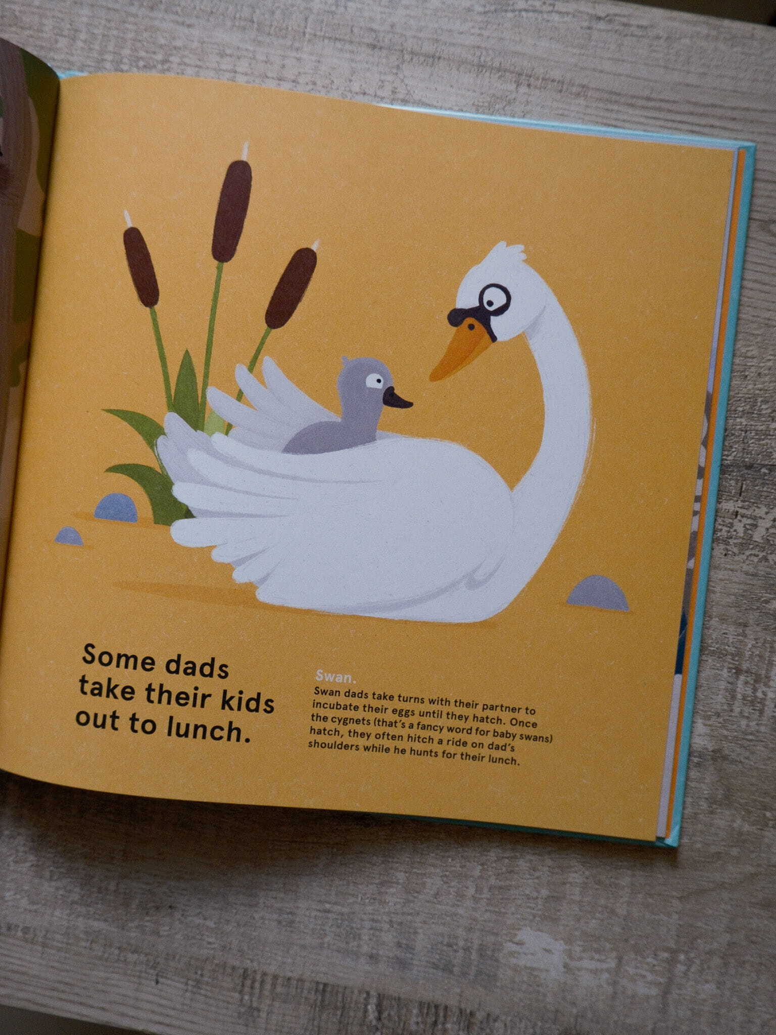 Wild about Dads 7