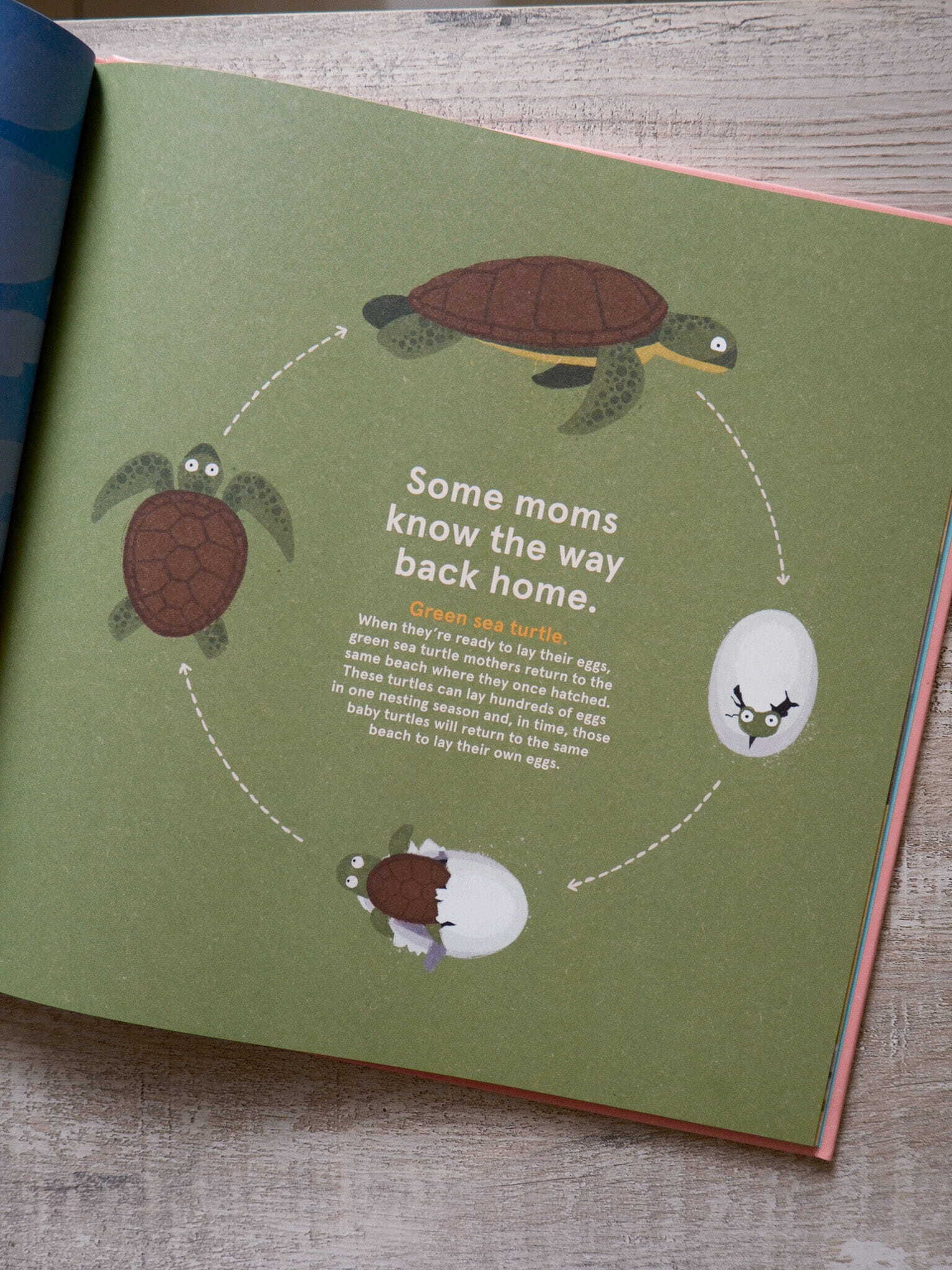 Wild about Moms 4