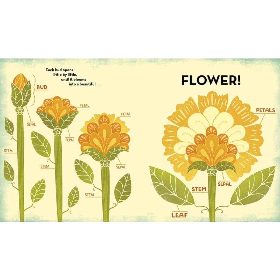 What's Inside a Flower_ 5