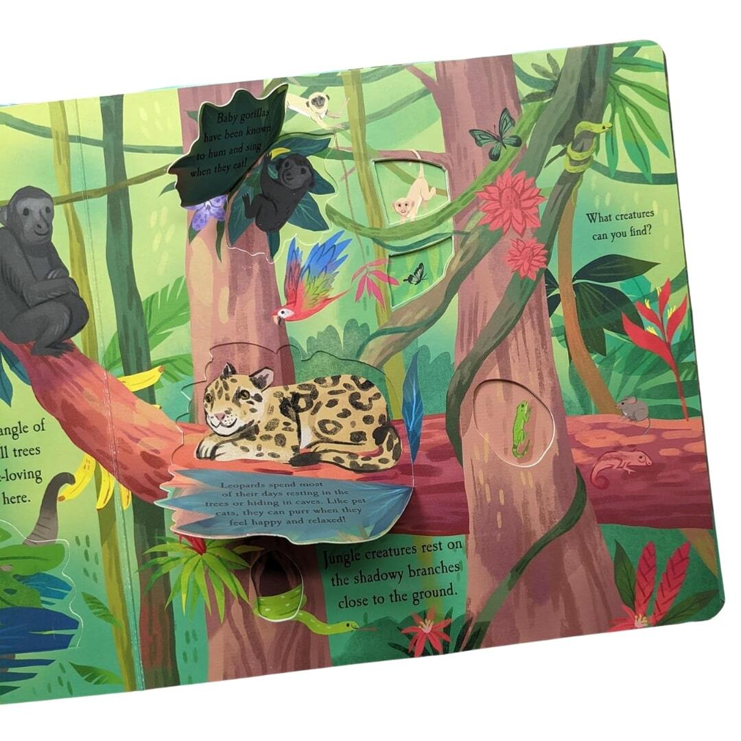 Let's Explore the Rainforest 2