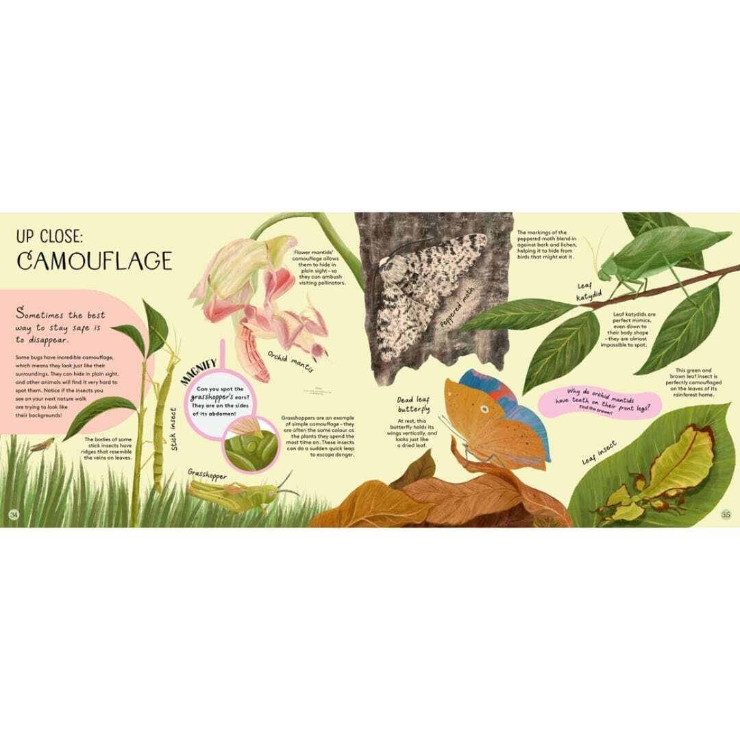 Minibeasts - Under the Magnifying Glass 5