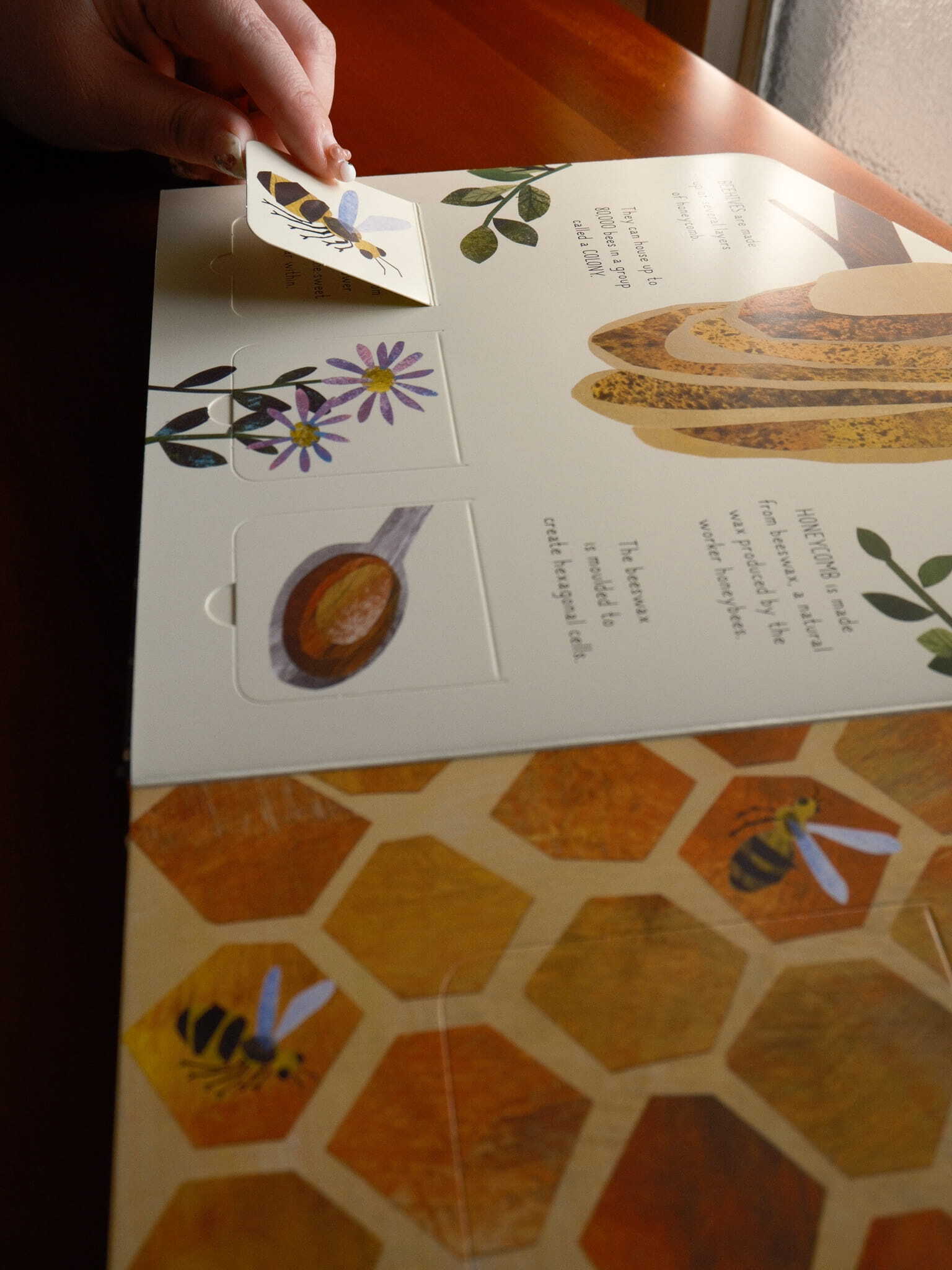 Animal Homes - A lift-the-flap book of discovery 2