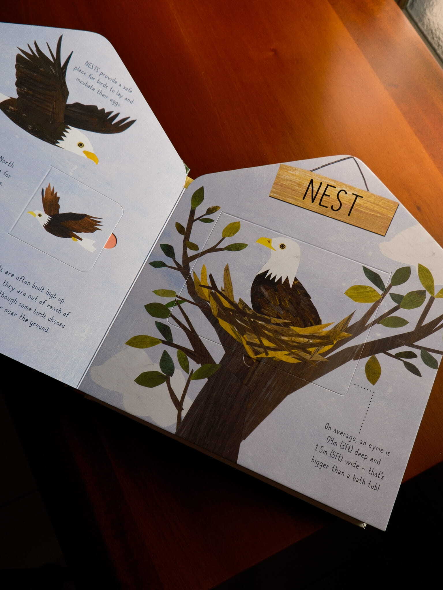 Animal Homes - A lift-the-flap book of discovery 4