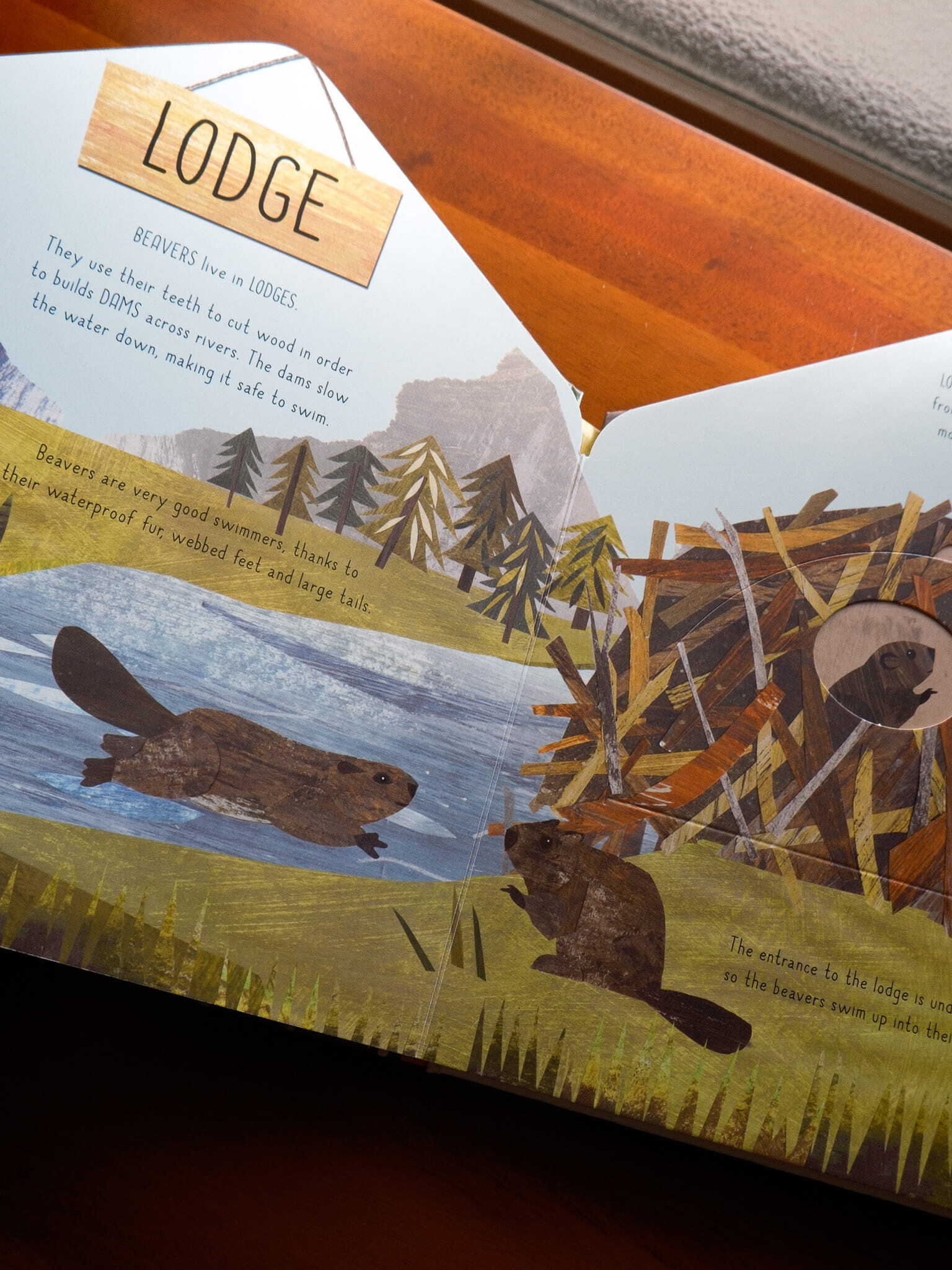 Animal Homes - A lift-the-flap book of discovery 3