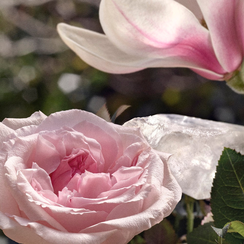 CLO_SIGN_L_EAU_Ingredient_Multi_1000x1000_f771c47a-3952-433c-a0dc-2e906f658acd_1000x1000