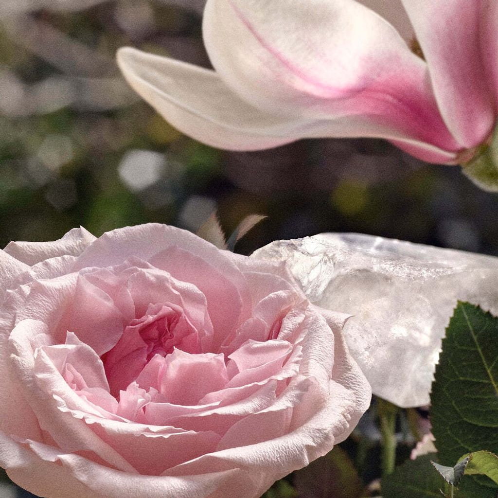 CLO_SIGN_L_EAU_Ingredient_Multi_1000x1000_f771c47a-3952-433c-a0dc-2e906f658acd_1000x1000