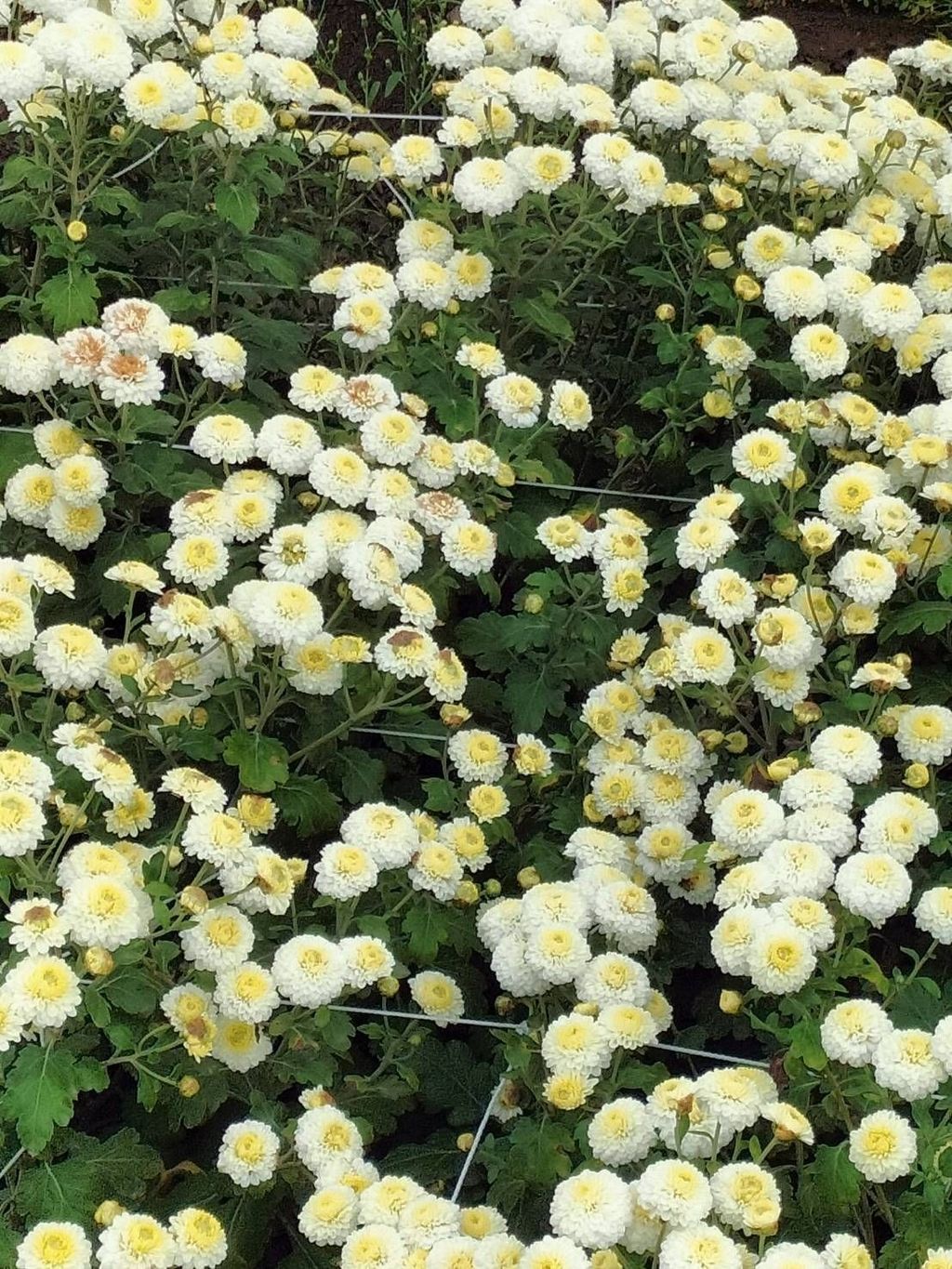 台灣杭菊02