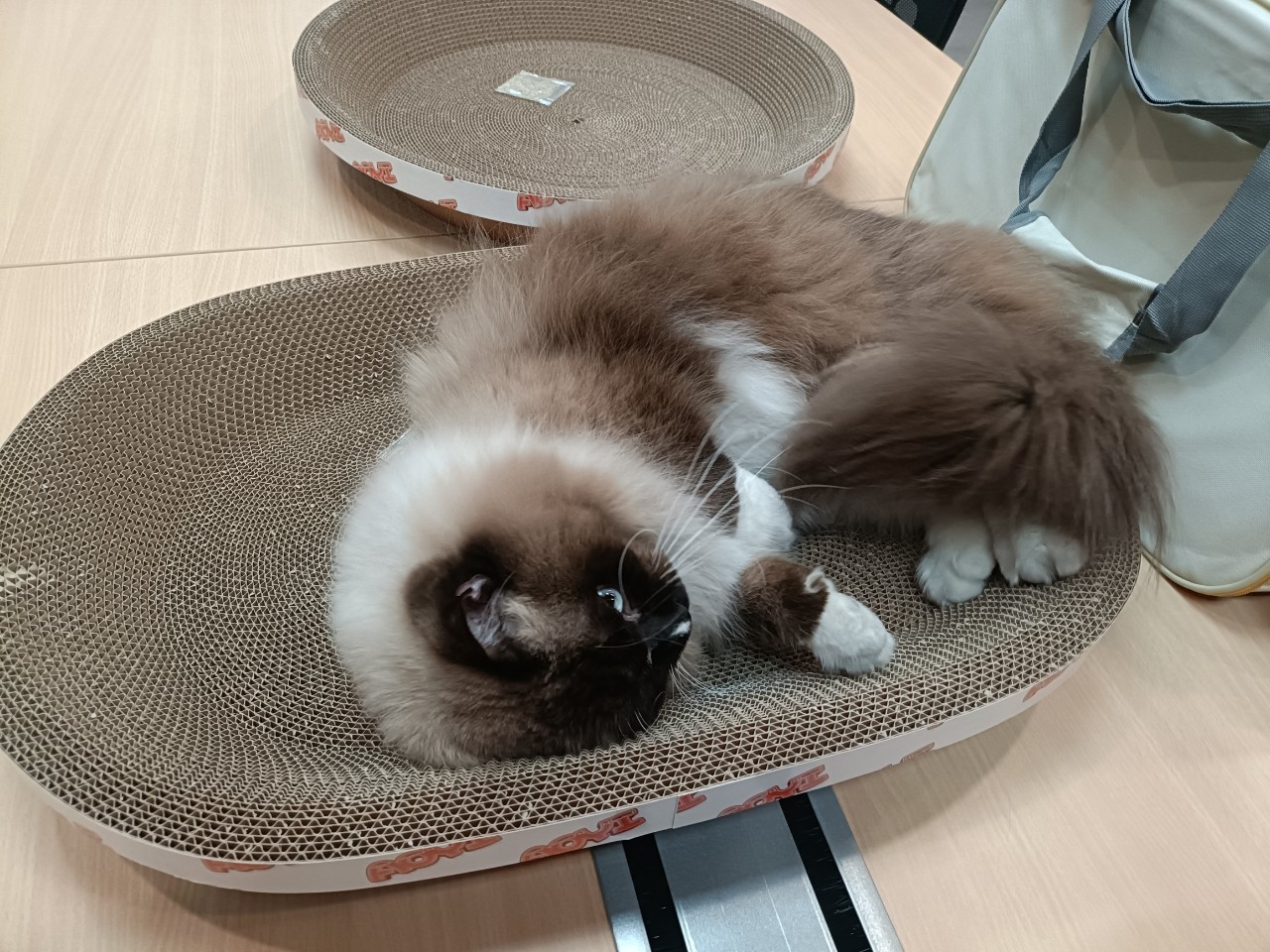 LINE_ALBUM_焦糖_250806_3