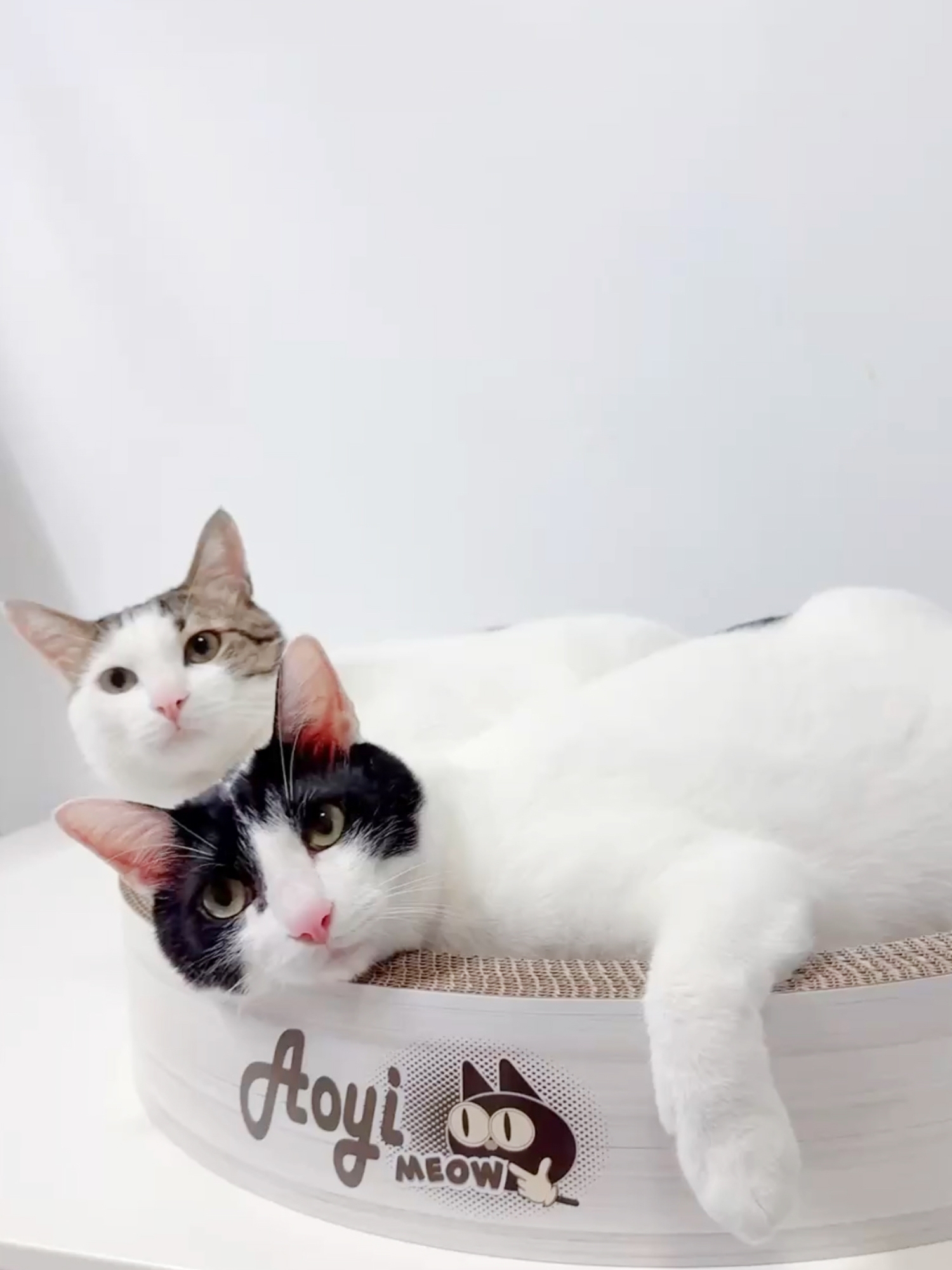 LINE_ALBUM_奧喵貓抓盆-有貓咪_250331_24