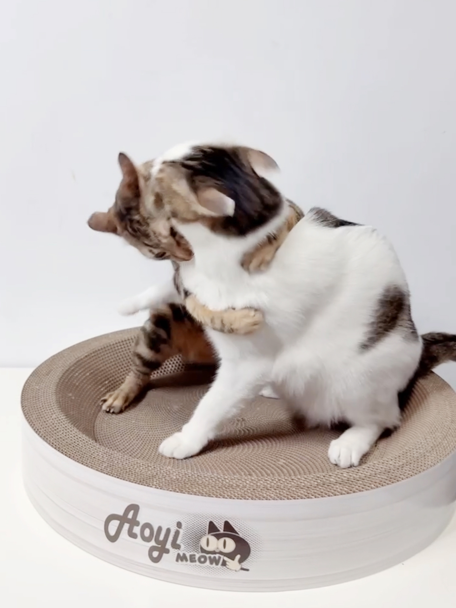 LINE_ALBUM_奧喵貓抓盆-有貓咪_250331_21