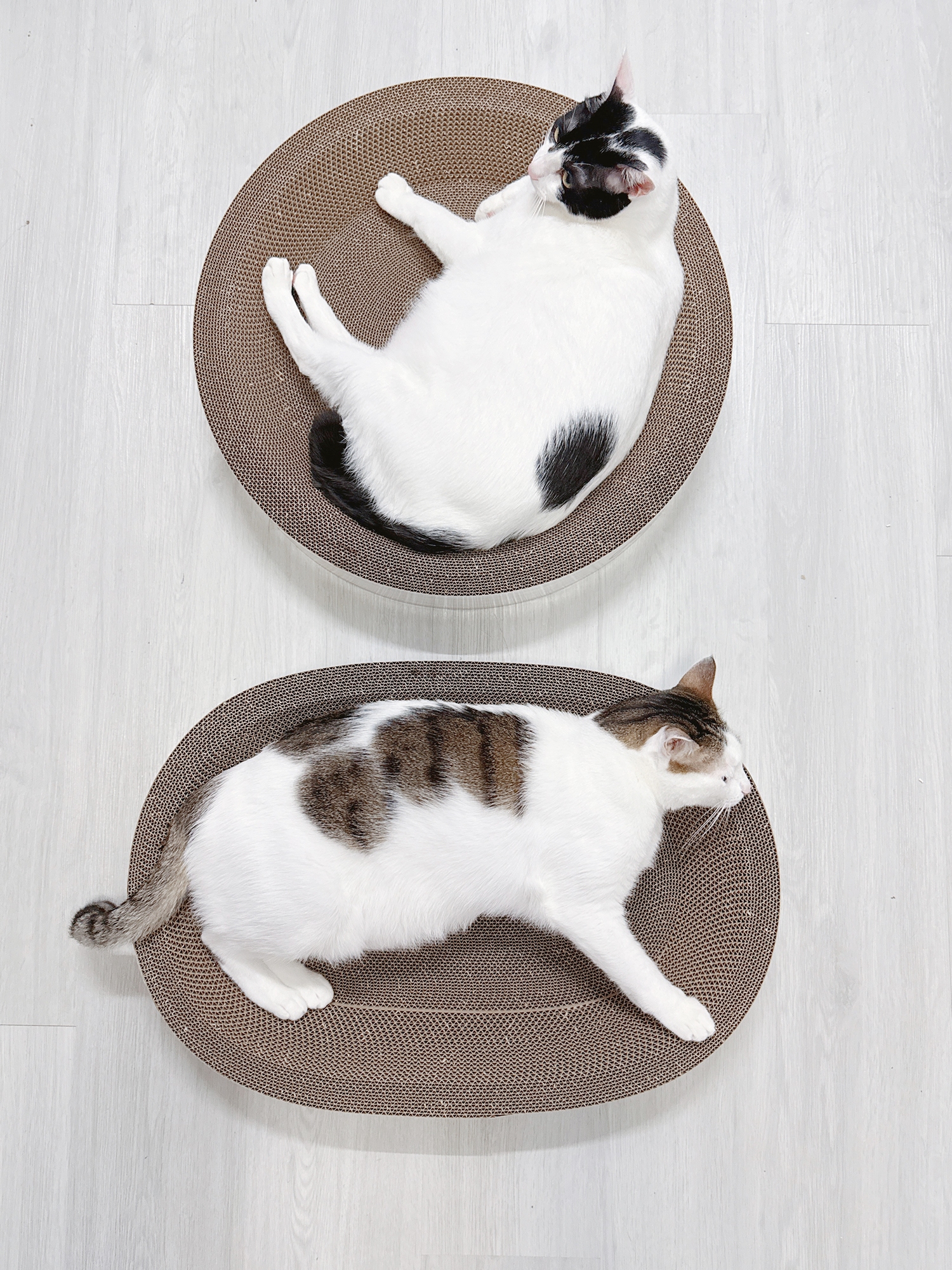 LINE_ALBUM_奧喵貓抓盆-有貓咪_250331_7