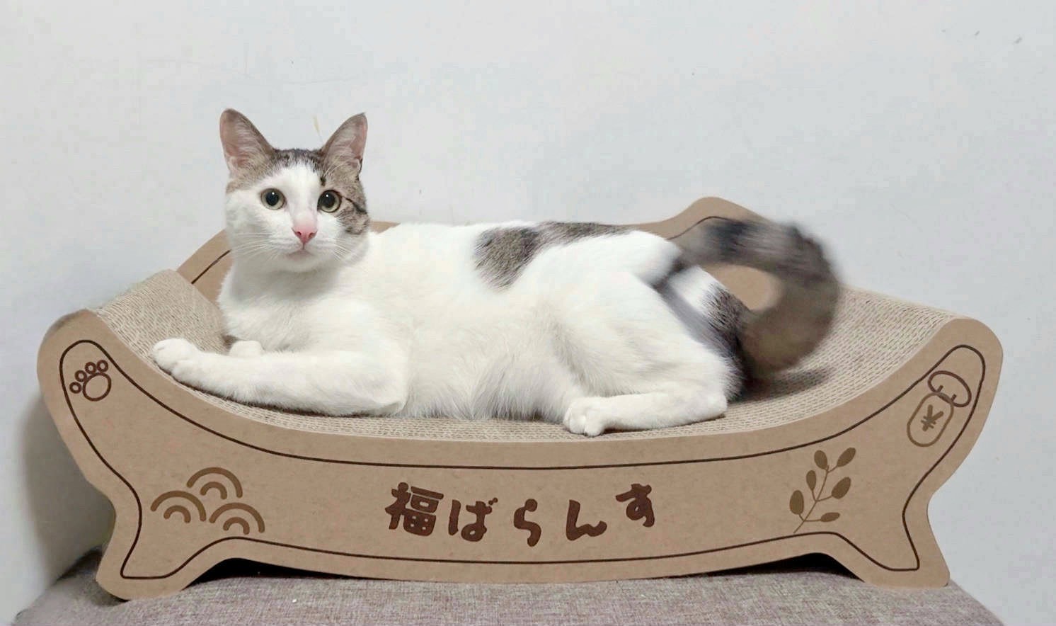 LINE_ALBUM_貴婦椅_250508_2