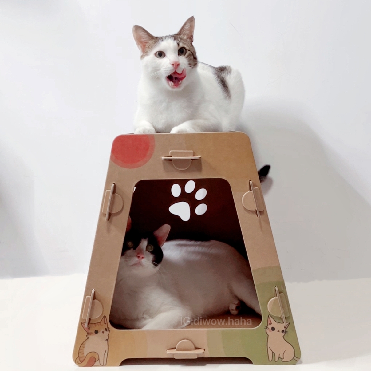 LINE_ALBUM_奧喵無窮貓屋_240517_24