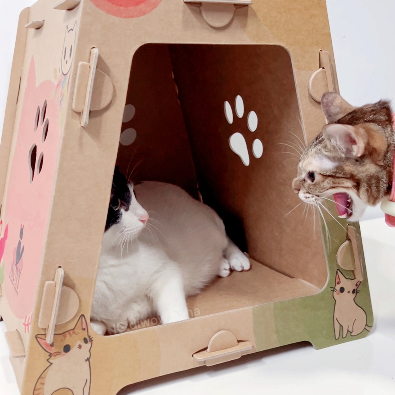 LINE_ALBUM_奧喵無窮貓屋_240517_19