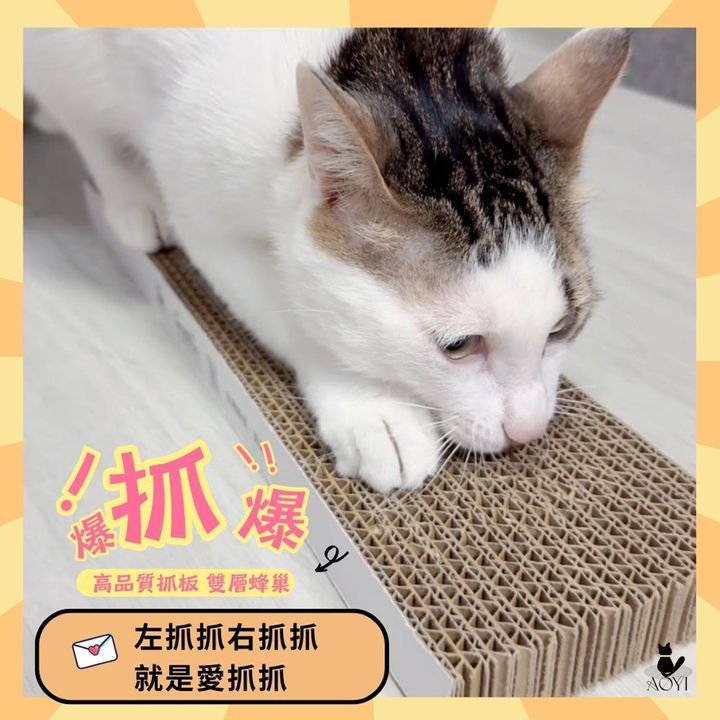 HAPPY CAT (3)