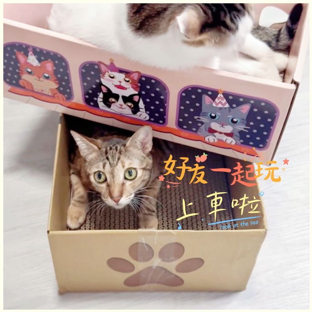 HAPPY CAT (3)