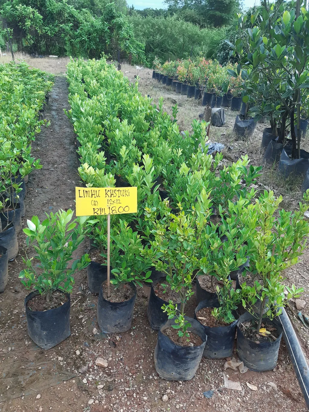20201004_180501.jpg