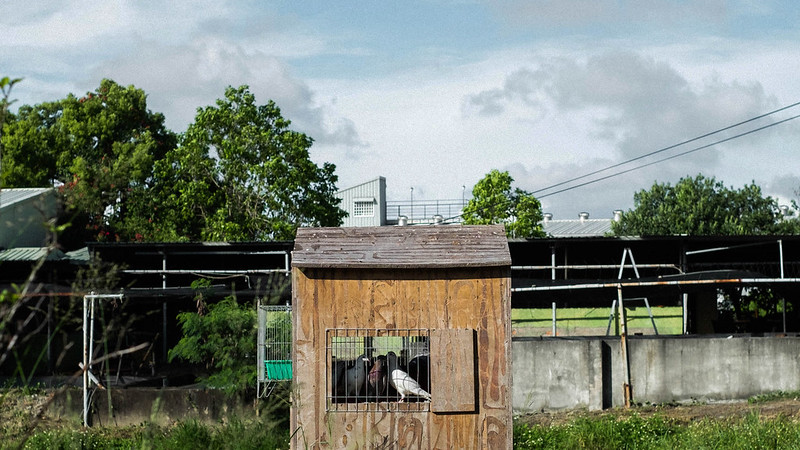 53014864595_2d636226d3_c