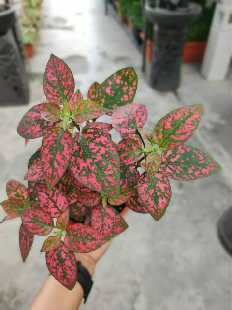 photo1669633063