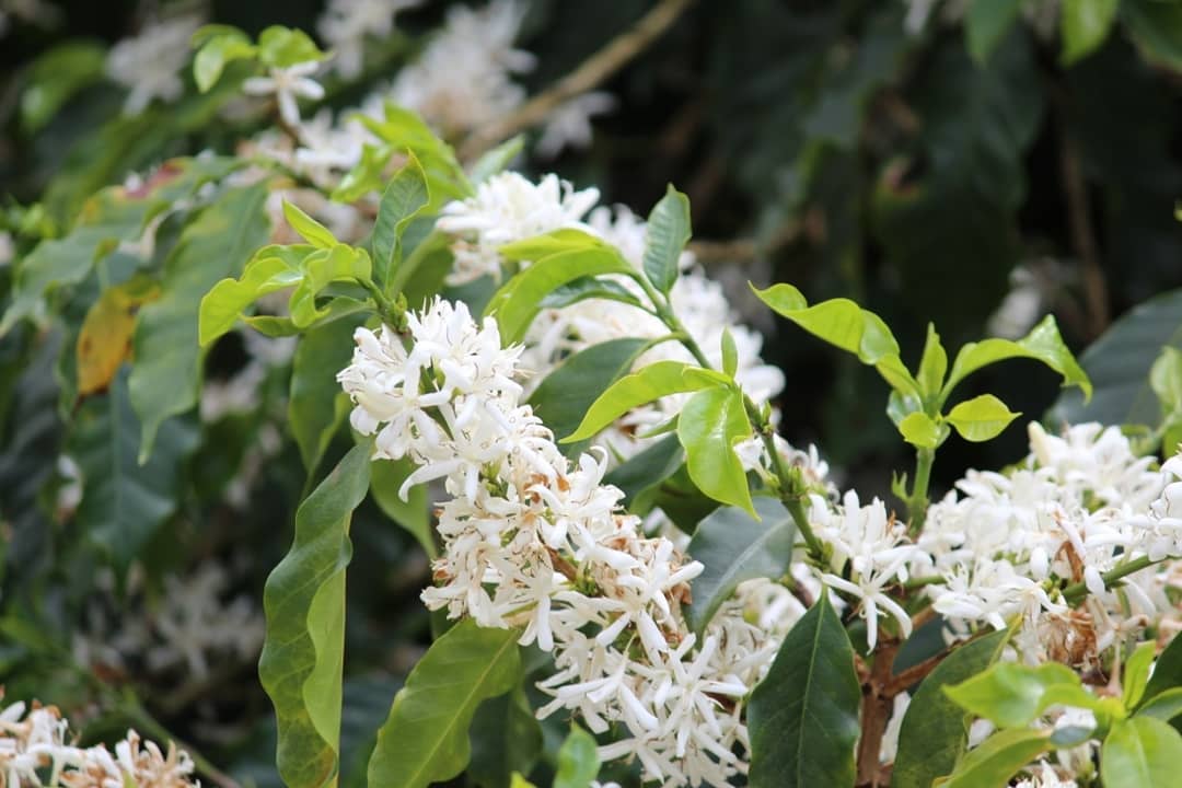 ipanema coffee blossom