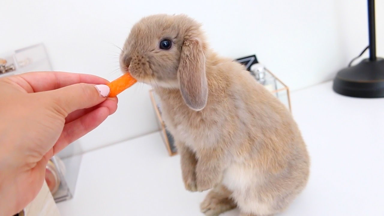 Simply Write:  Me and My Lop Ear Rabbit