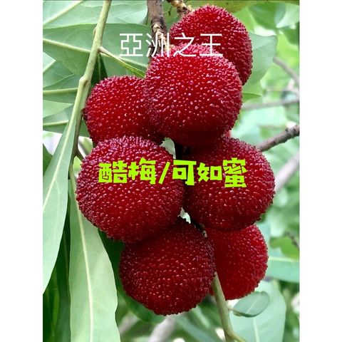 sg-11134201-22090-3v67kvk48zhvec