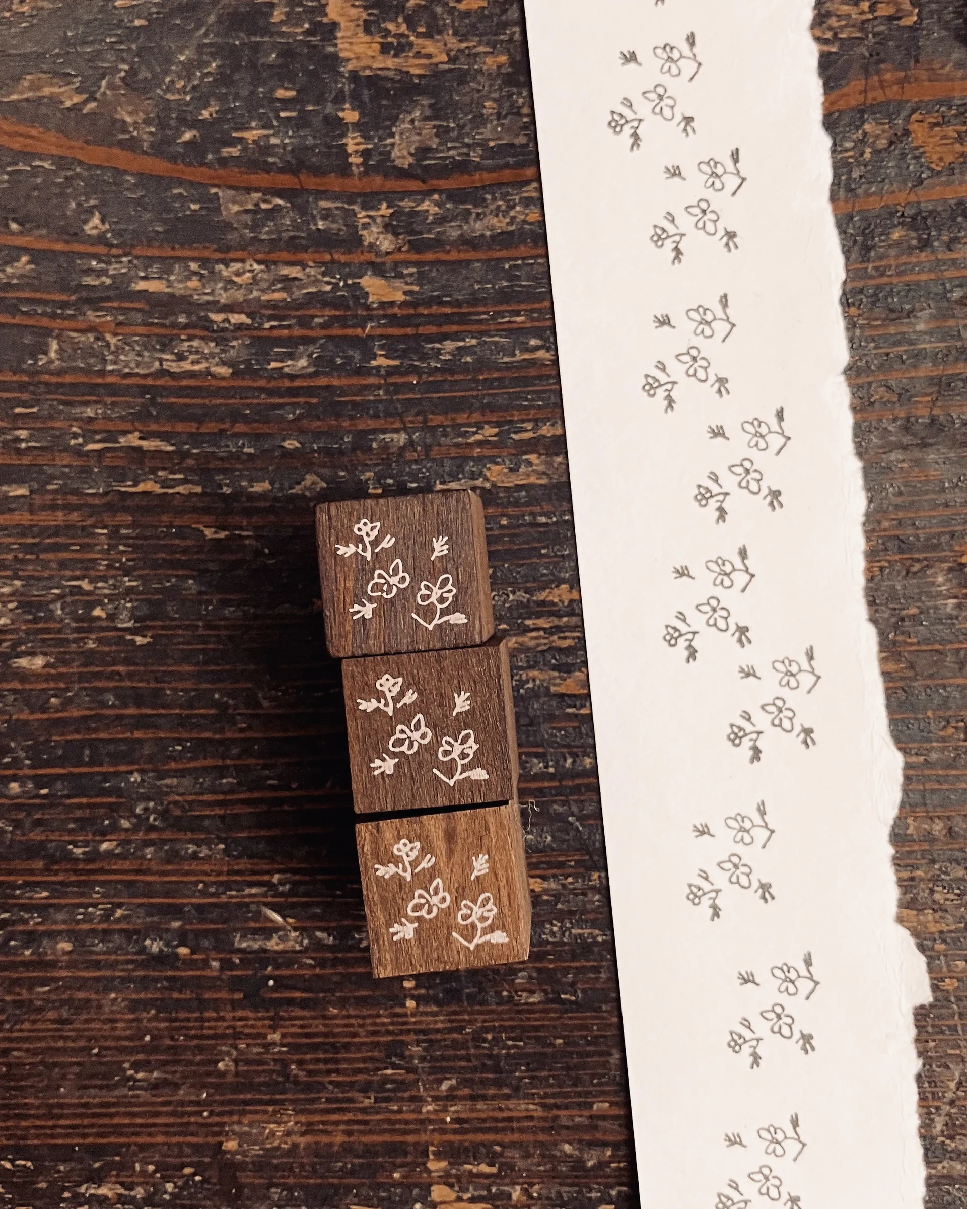 大波斯菊 𝐜𝐨𝐬𝐦𝐨𝐬 5