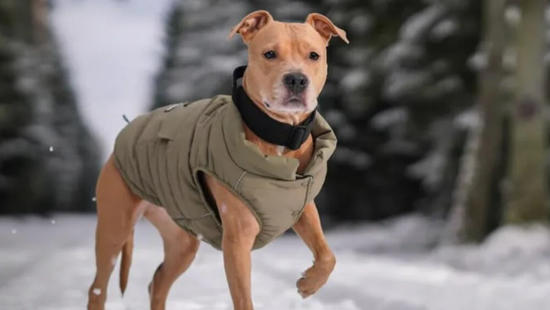 WANGDEFOxSP冬季親子裝預購中 | WANGDEFO 汪德佛寵物選品