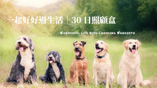 新年策展｜虎爺守護限定版 | WANGDEFO 汪德佛寵物選品