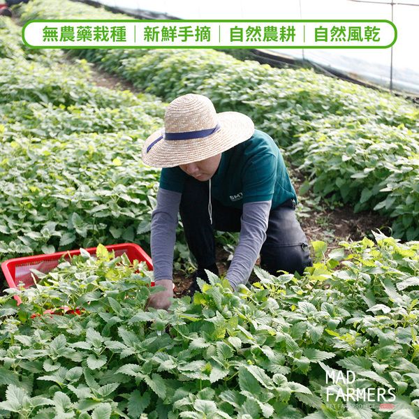 貓薄荷