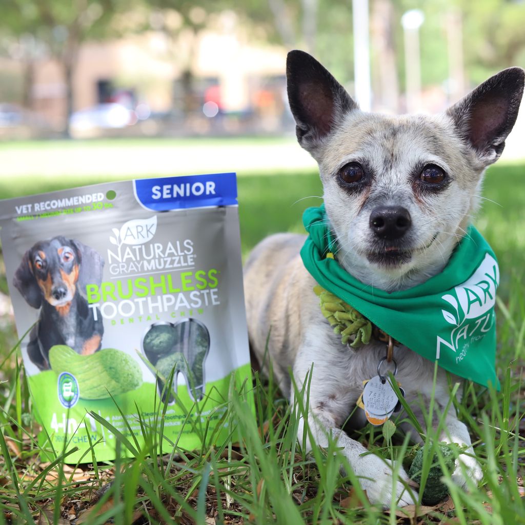 GreyMuzzle_Small_Lifestyle