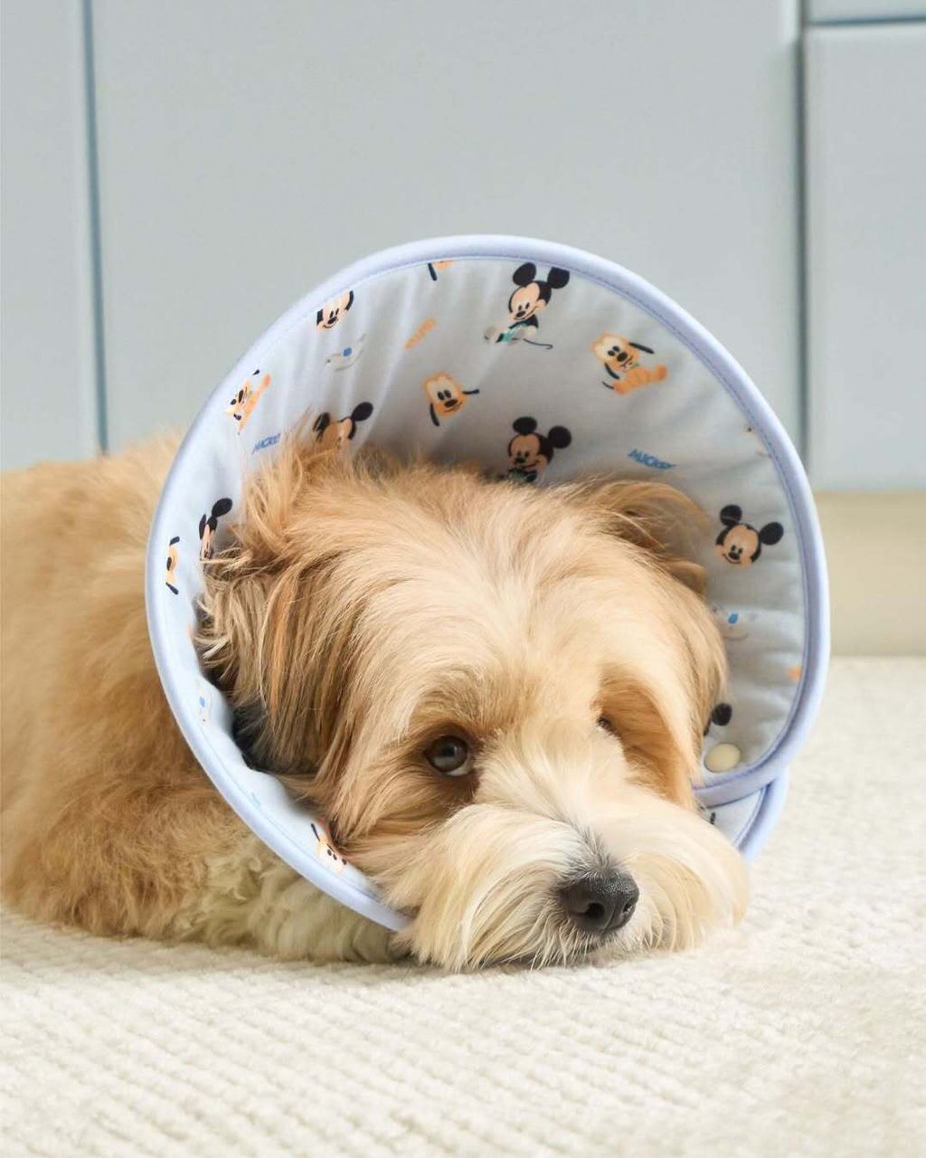 SaveClip.App_656080313_18318651859251110_1723386477157797750_n