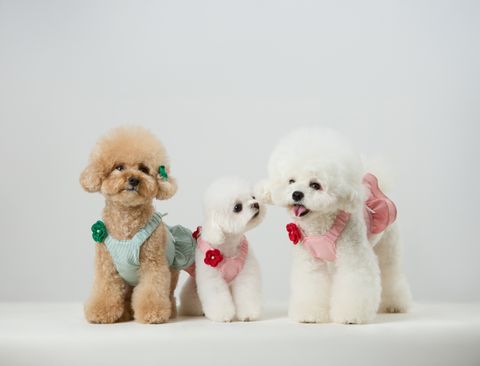 Capri Seersucker Harness Collection_01