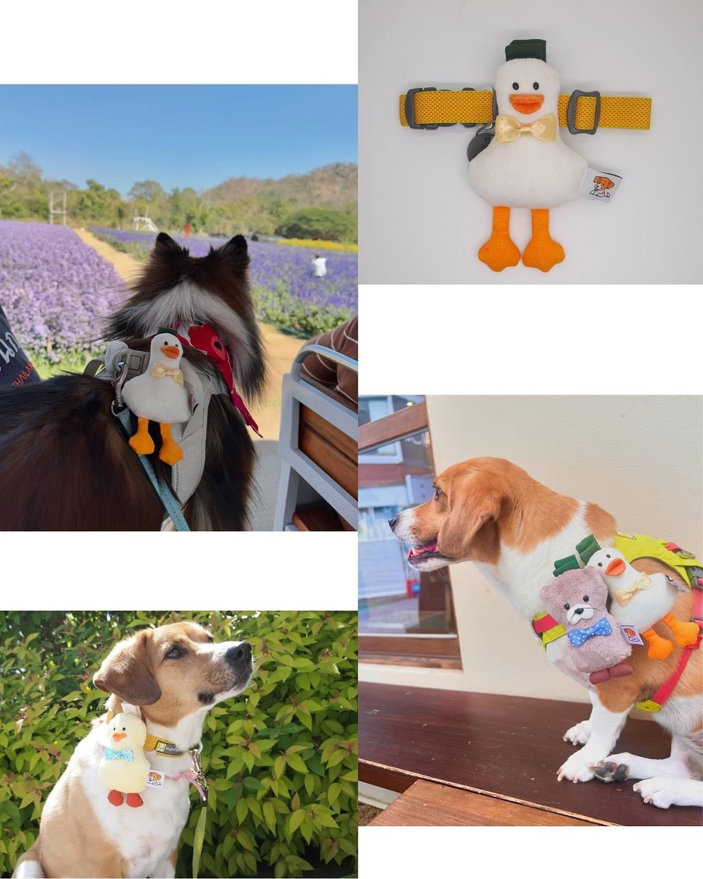 SaveClip.App_506070403_17990081255811308_650347502626130_n