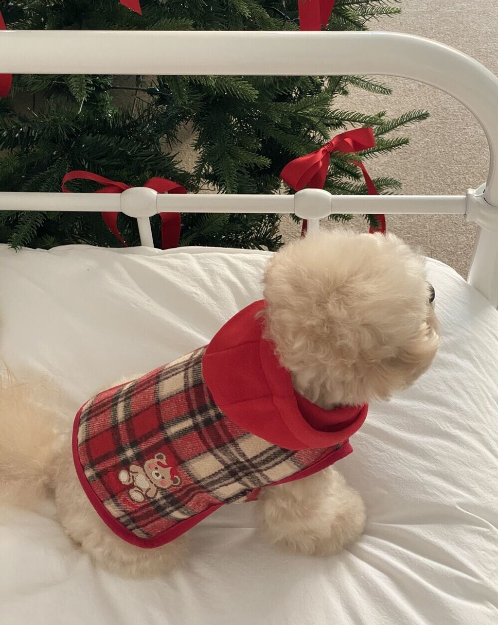 image_1764914361569_1000 (1)