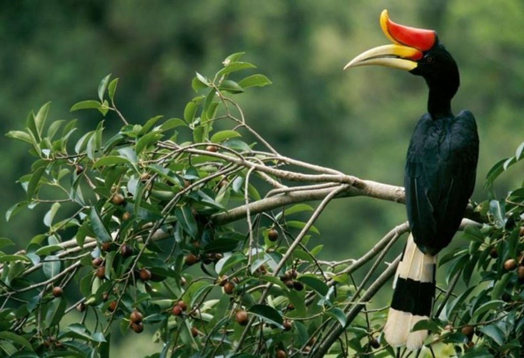 hornbills-sarawak-816x558