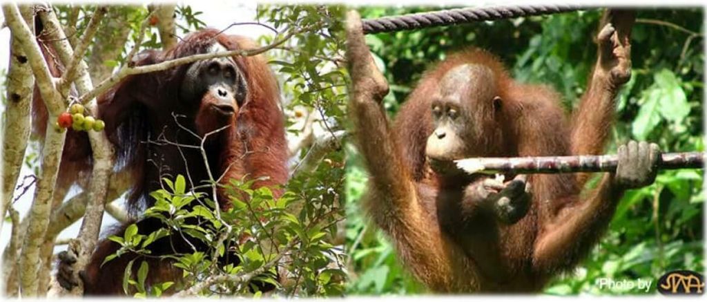 SepilokOrangUtaHIGHLIGHTPHOTO