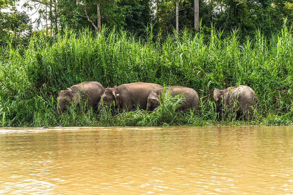 kinabatangan-river-1