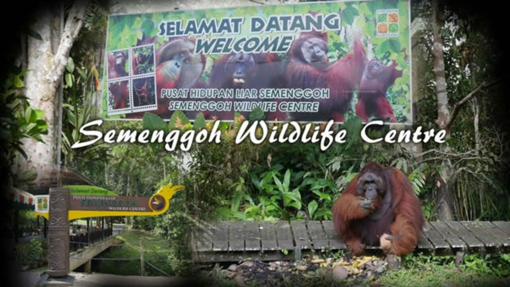 semmenggohwildlifethumbs-1280x720
