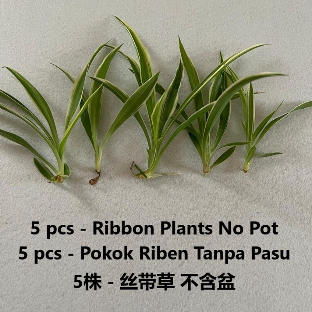 ribbon plant no pot
